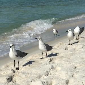 Meet your Posher, Pamela